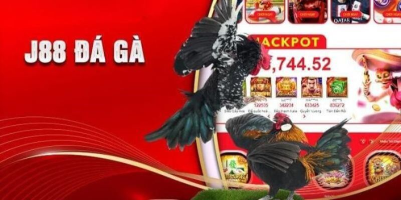 Đá gà trực tiếp J88 